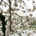 Blossoms and Memorial